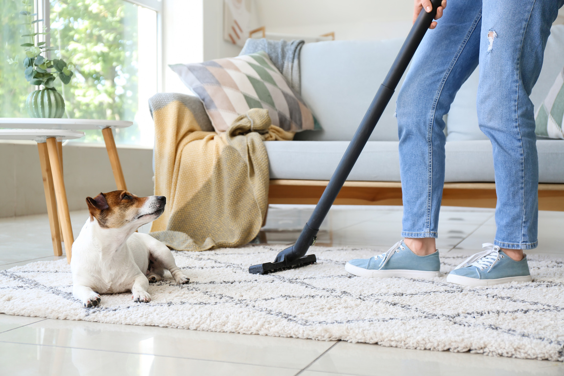 Owner of Dog Cleaning Carpet at Home